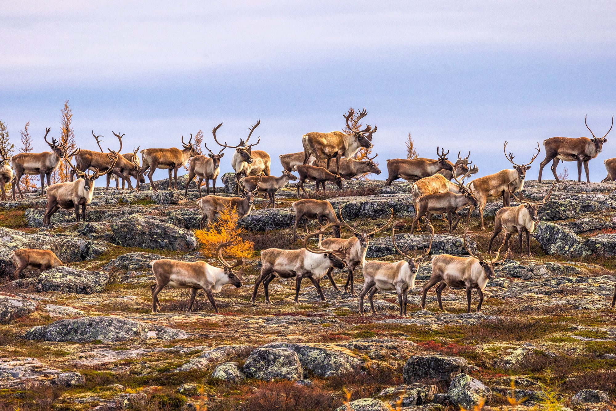 Caribou migrateur - Automne 187