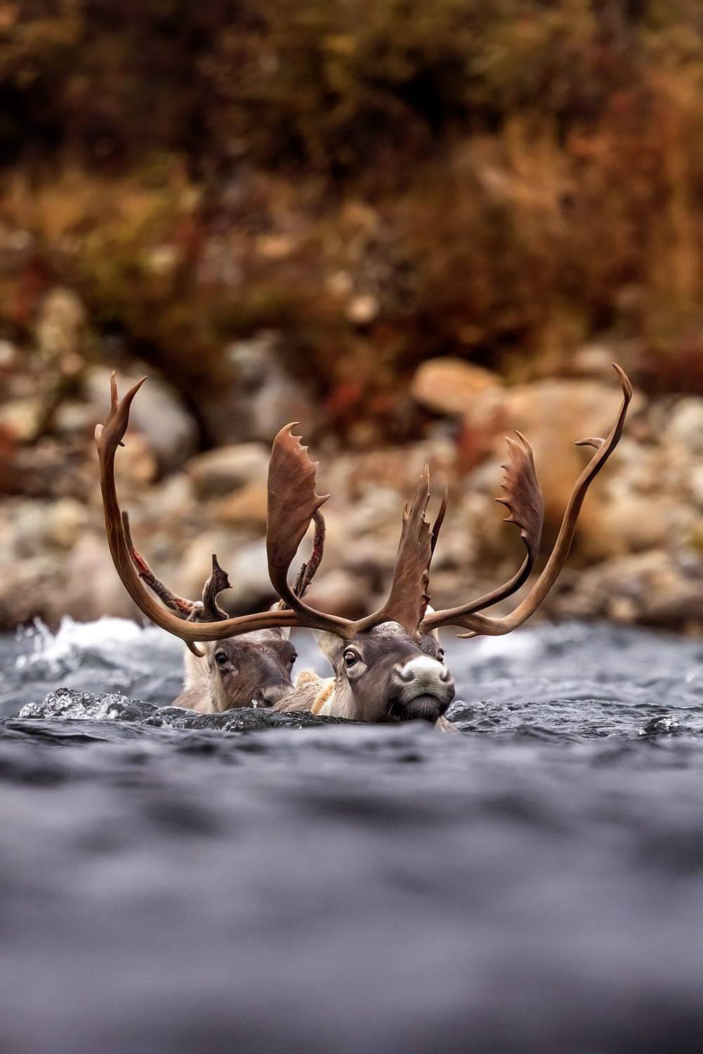Caribou migrateur - Automne 195