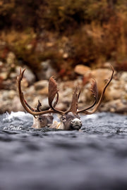 Caribou migrateur - Automne 195