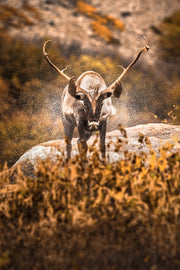 Caribou migrateur - Automne 196