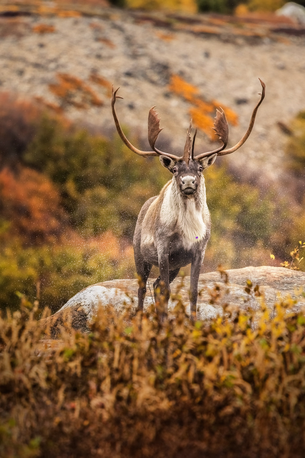 Caribou migrateur - Automne 197