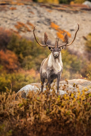 Caribou migrateur - Automne 197
