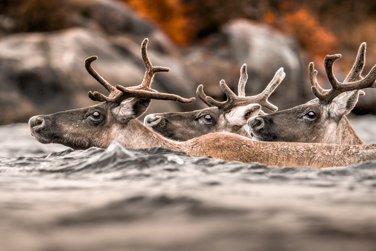 Caribou migrateur - Automne 198
