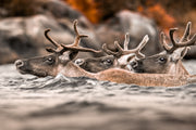 Caribou migrateur - Automne 198