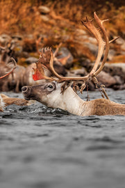 Caribou migrateur - Automne 199