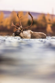 Caribou migrateur - Automne 200
