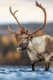 Caribou migrateur - Automne 201