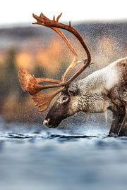 Caribou migrateur - Automne 202