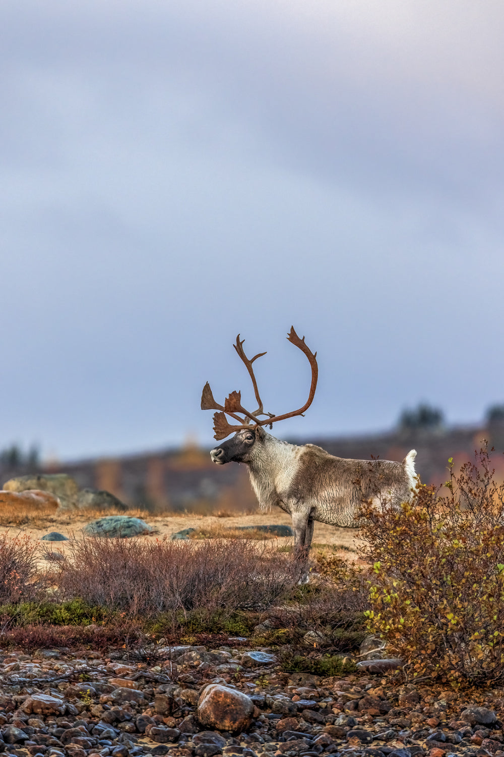 Caribou migrateur - Automne 203