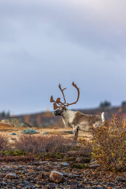 Caribou migrateur - Automne 203