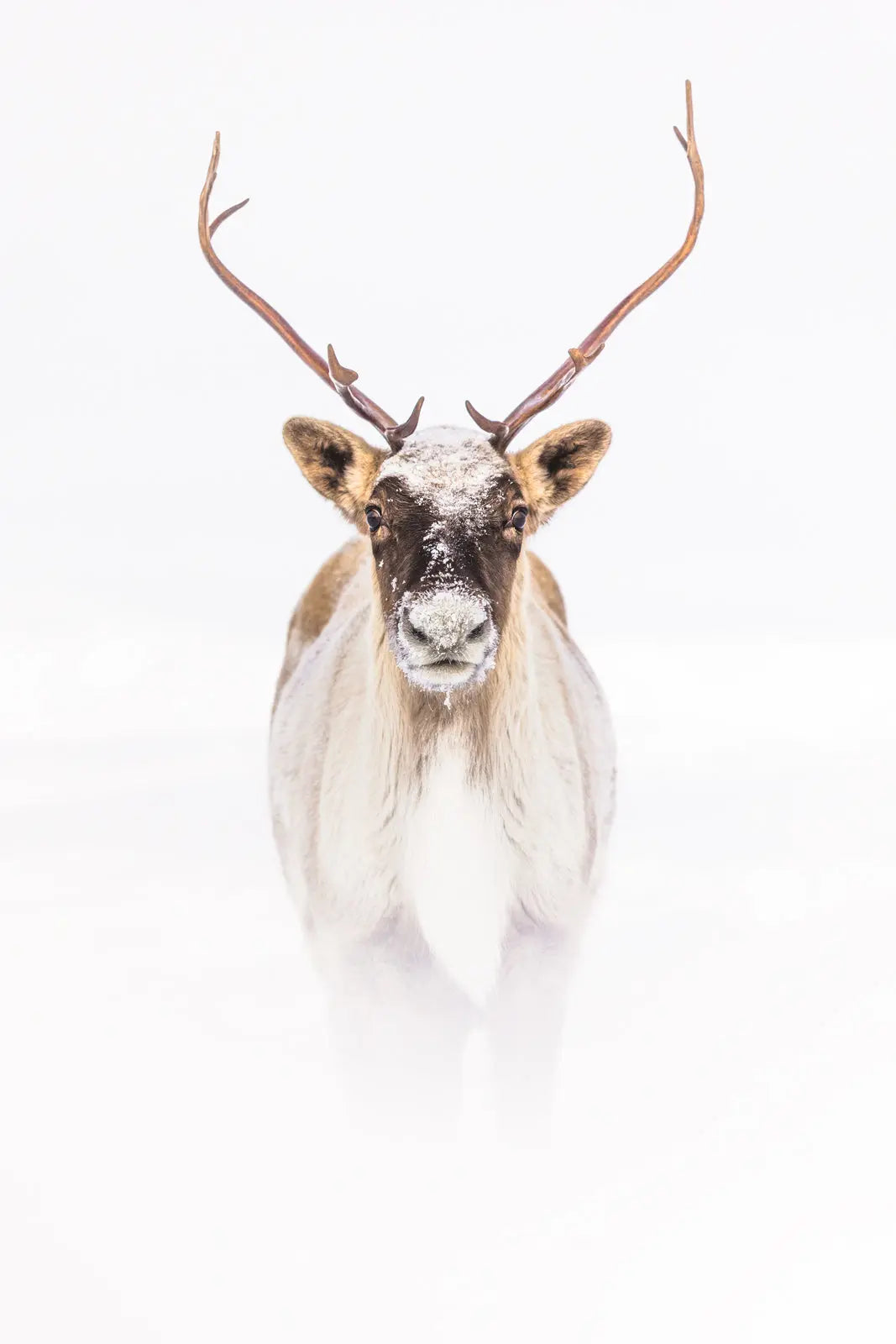 Caribou migrateur - Hiver 167 - Jean-Simon Bégin - Photographe Animalier et Artiste Peintre