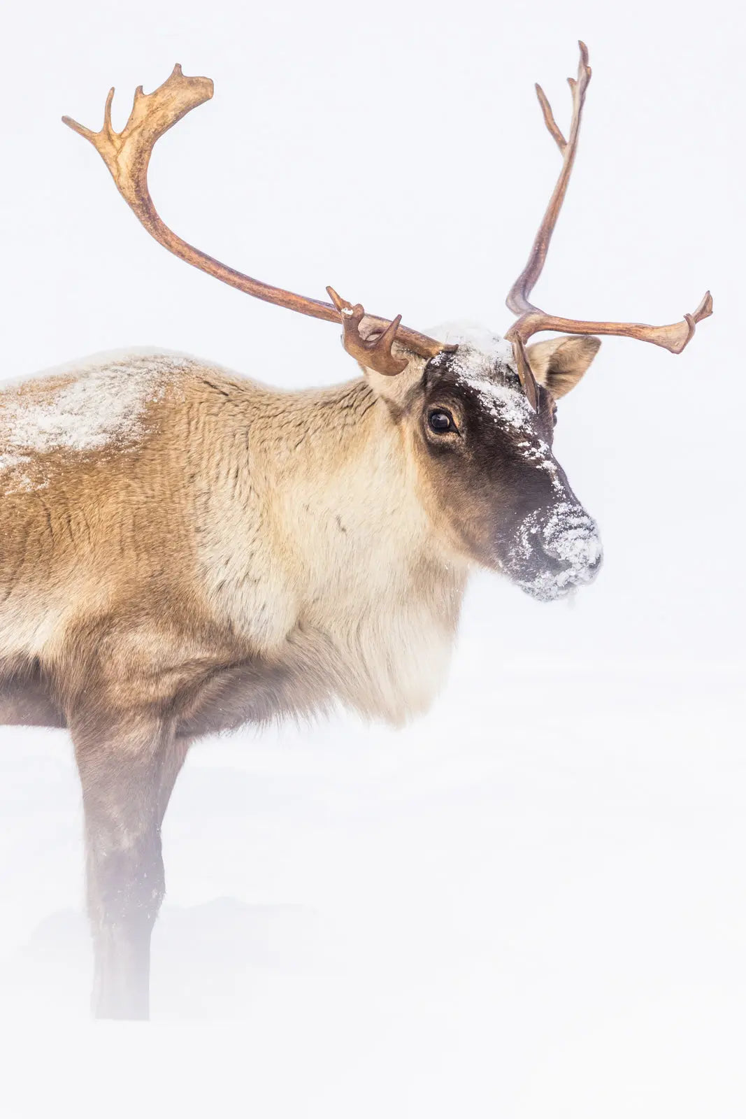Caribou migrateur - Hiver 168 - Jean-Simon Bégin - Photographe Animalier et Artiste Peintre