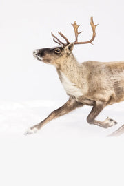 Caribou migrateur - Hiver 169 - Jean-Simon Bégin - Photographe Animalier et Artiste Peintre
