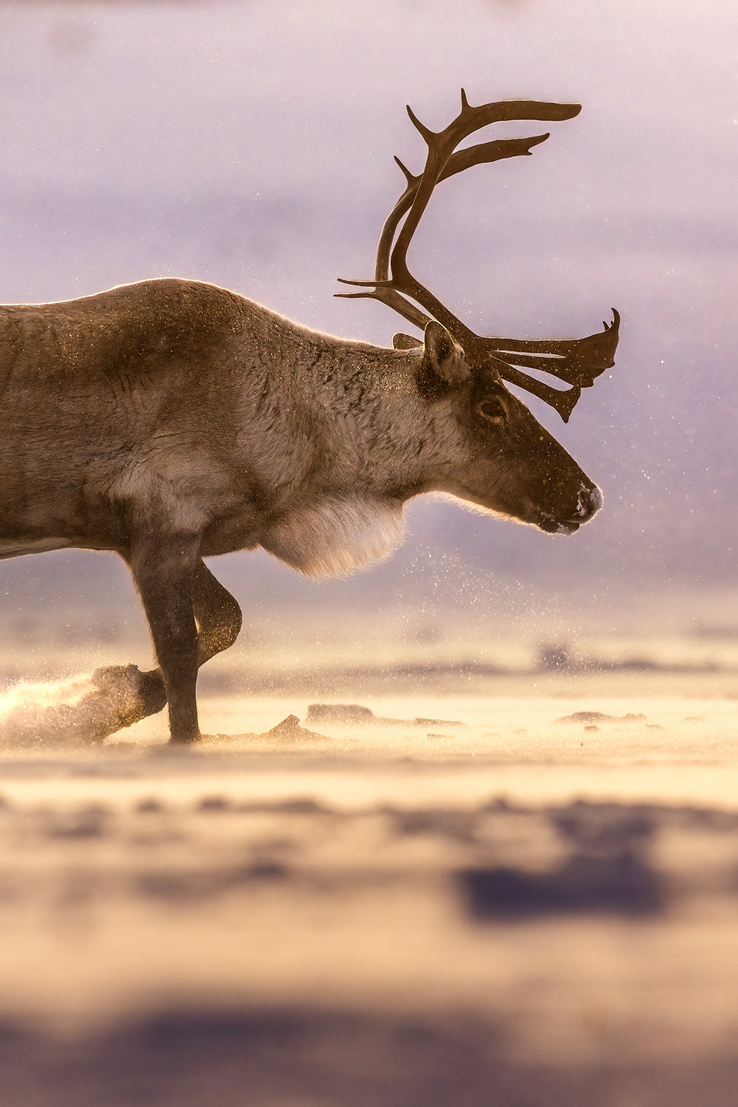 Migratory Caribou - Winter 166