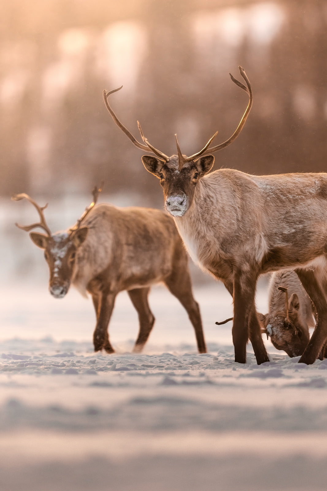 Migratory Caribou - Winter 166