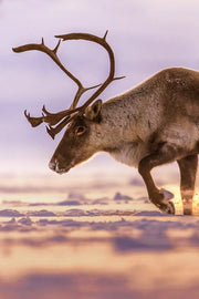 Caribou migrateur - Hiver 172 - Jean-Simon Bégin - Photographe Animalier et Artiste Peintre