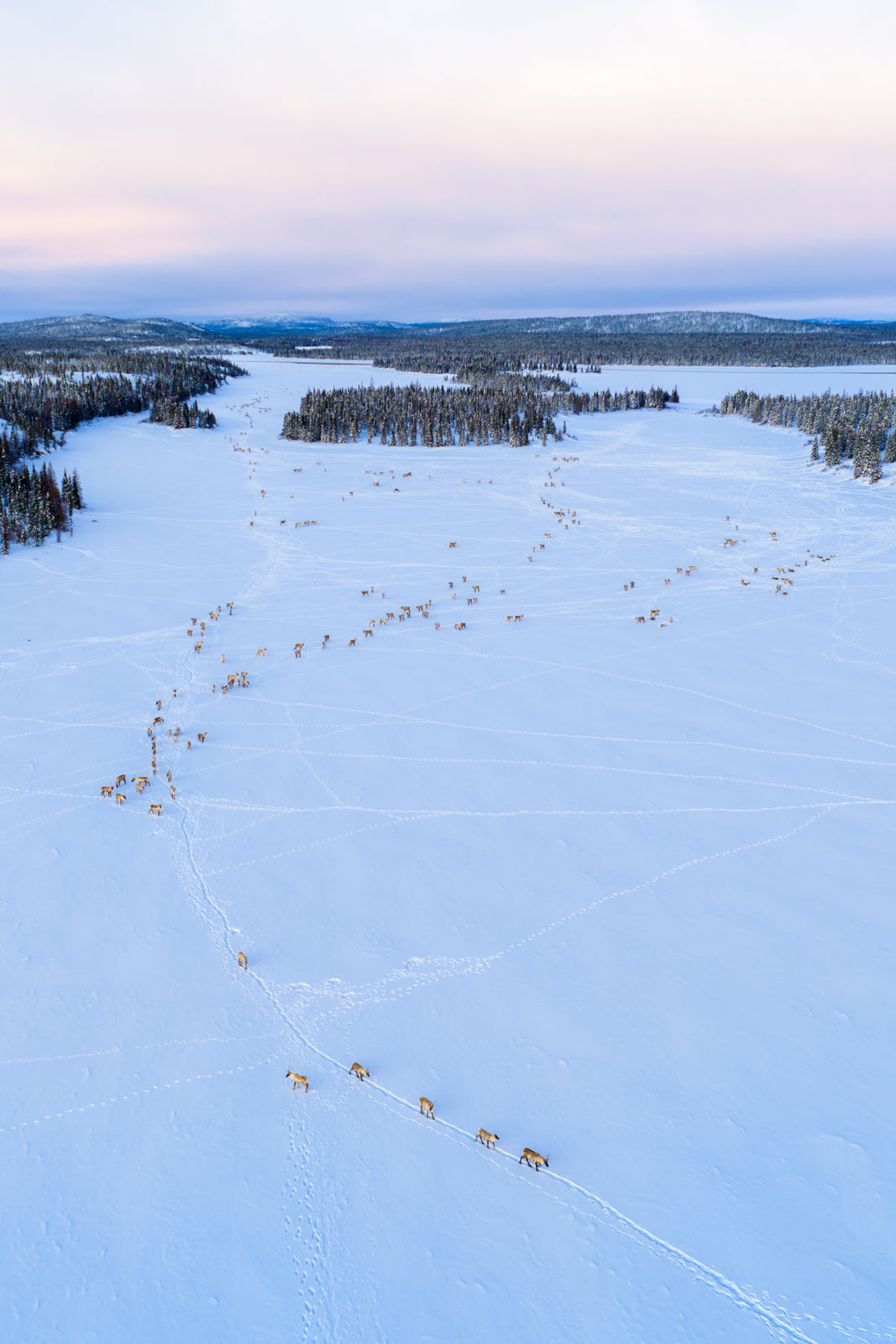 Migratory Caribou - Winter 166