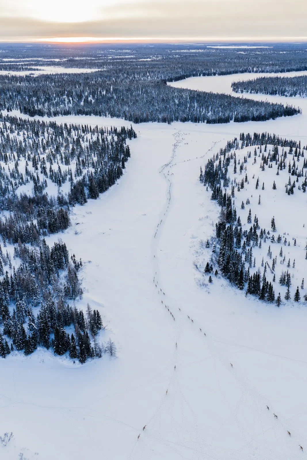 Caribou migrateur - Hiver 174 - Jean-Simon Bégin - Photographe Animalier et Artiste Peintre