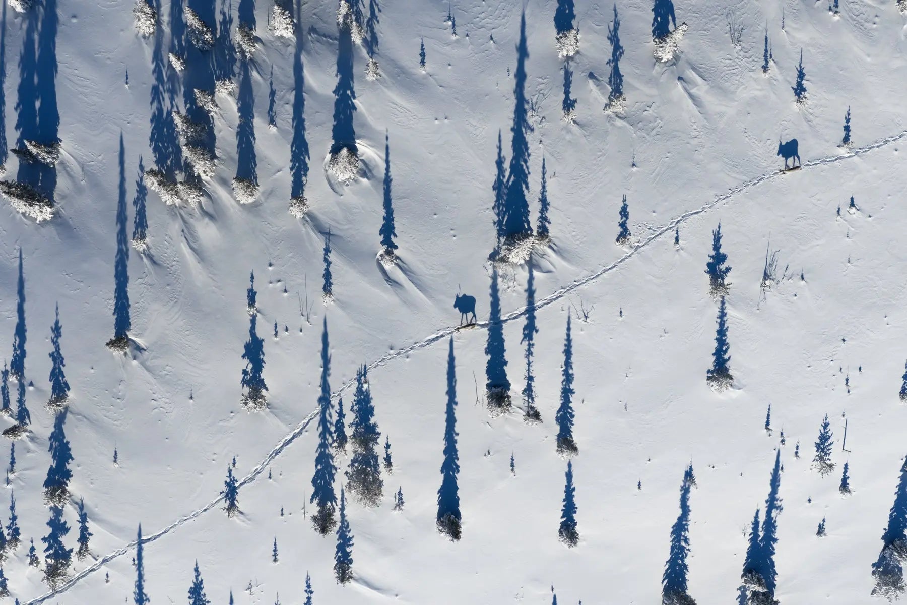 Caribou migrateur - Hiver 175 - Jean-Simon Bégin - Photographe Animalier et Artiste Peintre