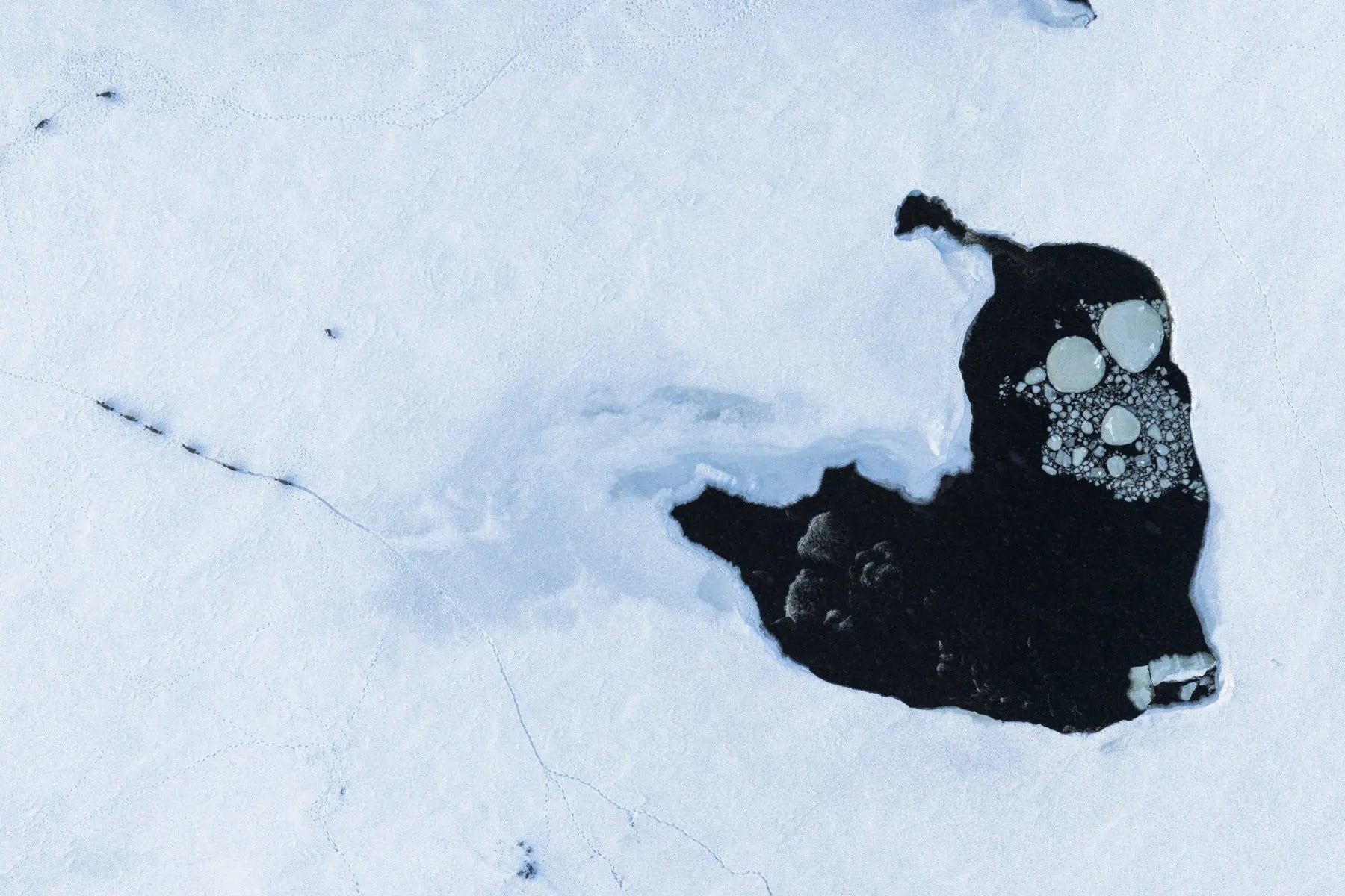 Caribou migrateur - Hiver 177 - Jean-Simon Bégin - Photographe Animalier et Artiste Peintre