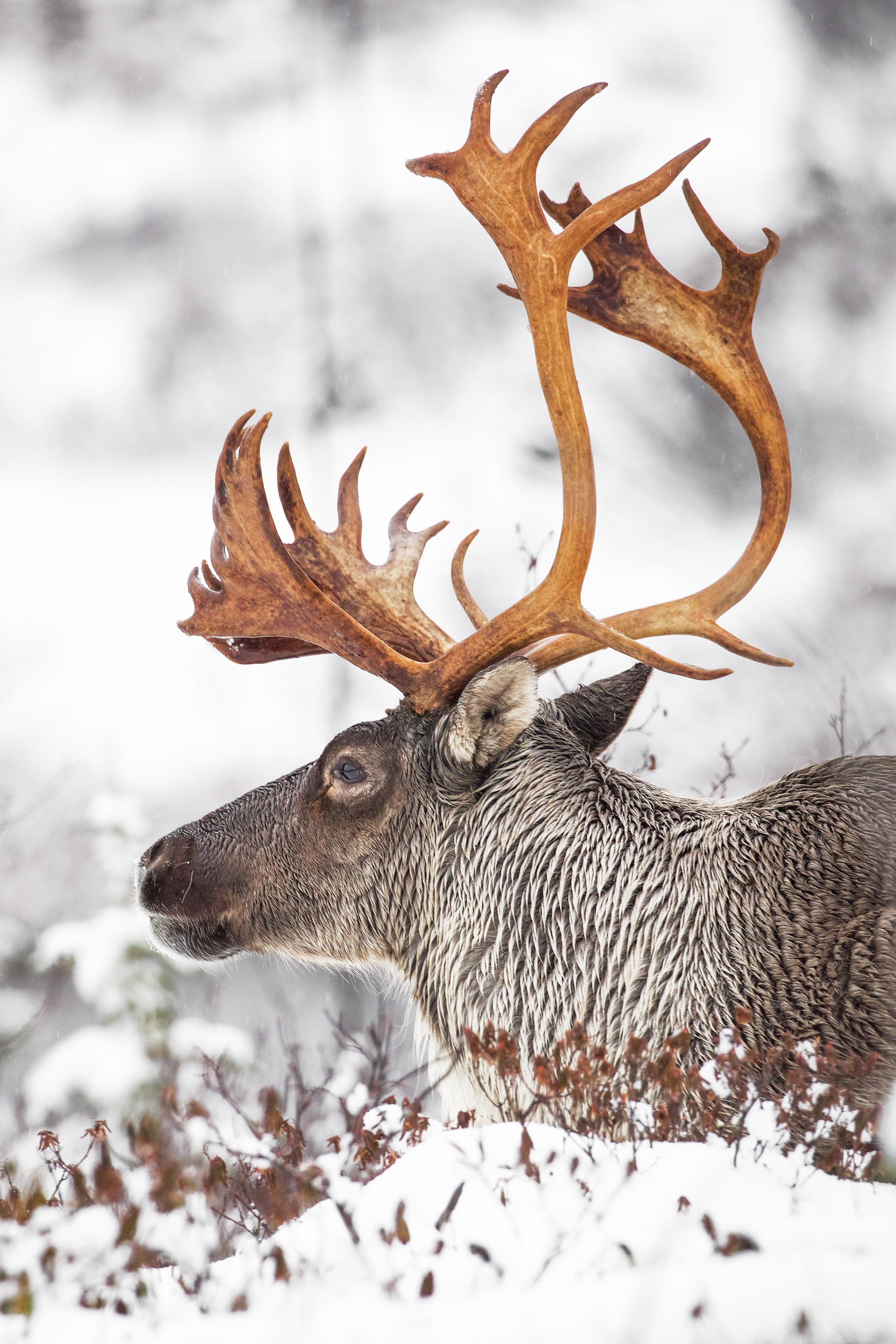 Woodland Caribou 001