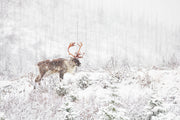Caribou forestier 003