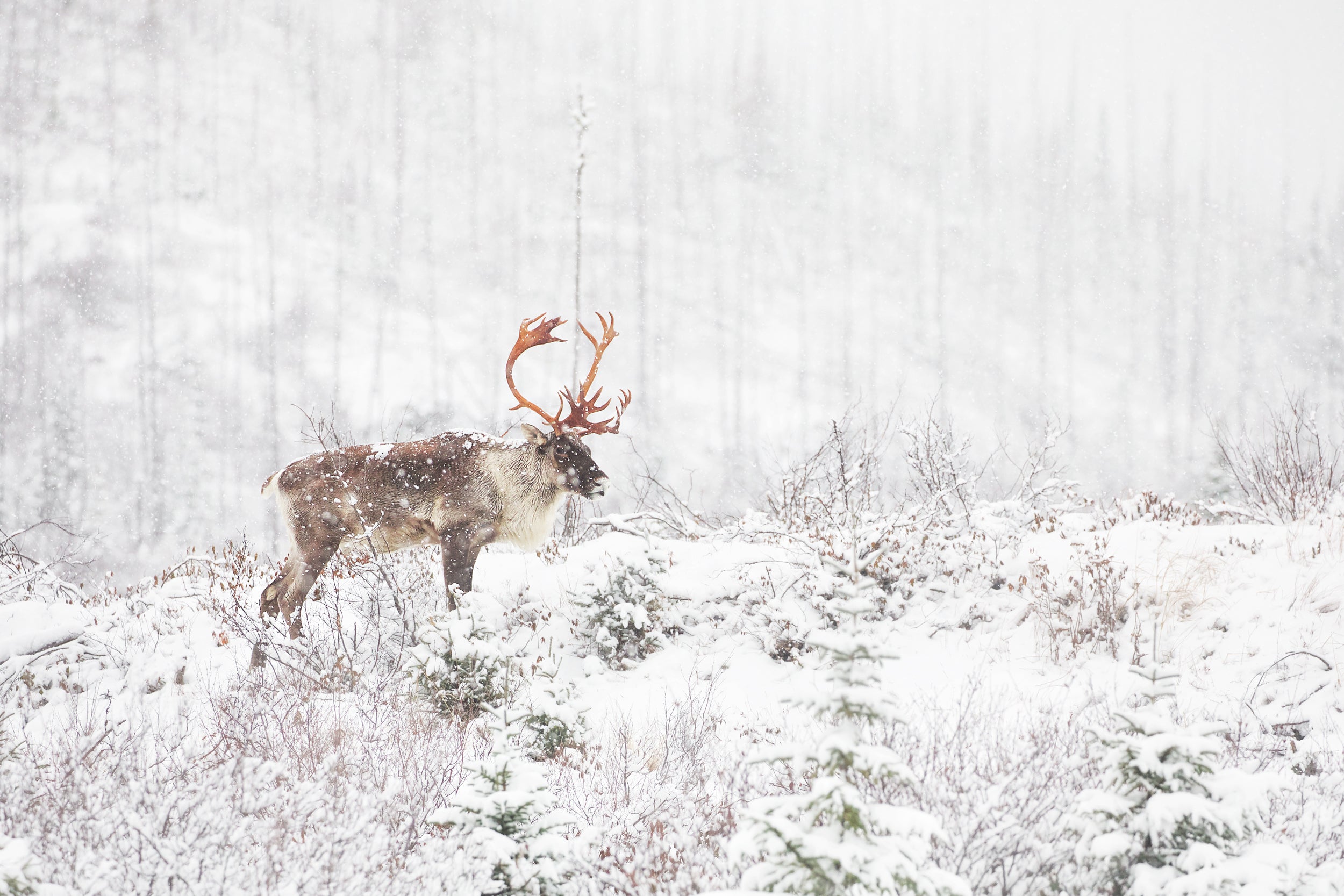 Woodland Caribou 003