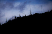 Woodland Caribou 006