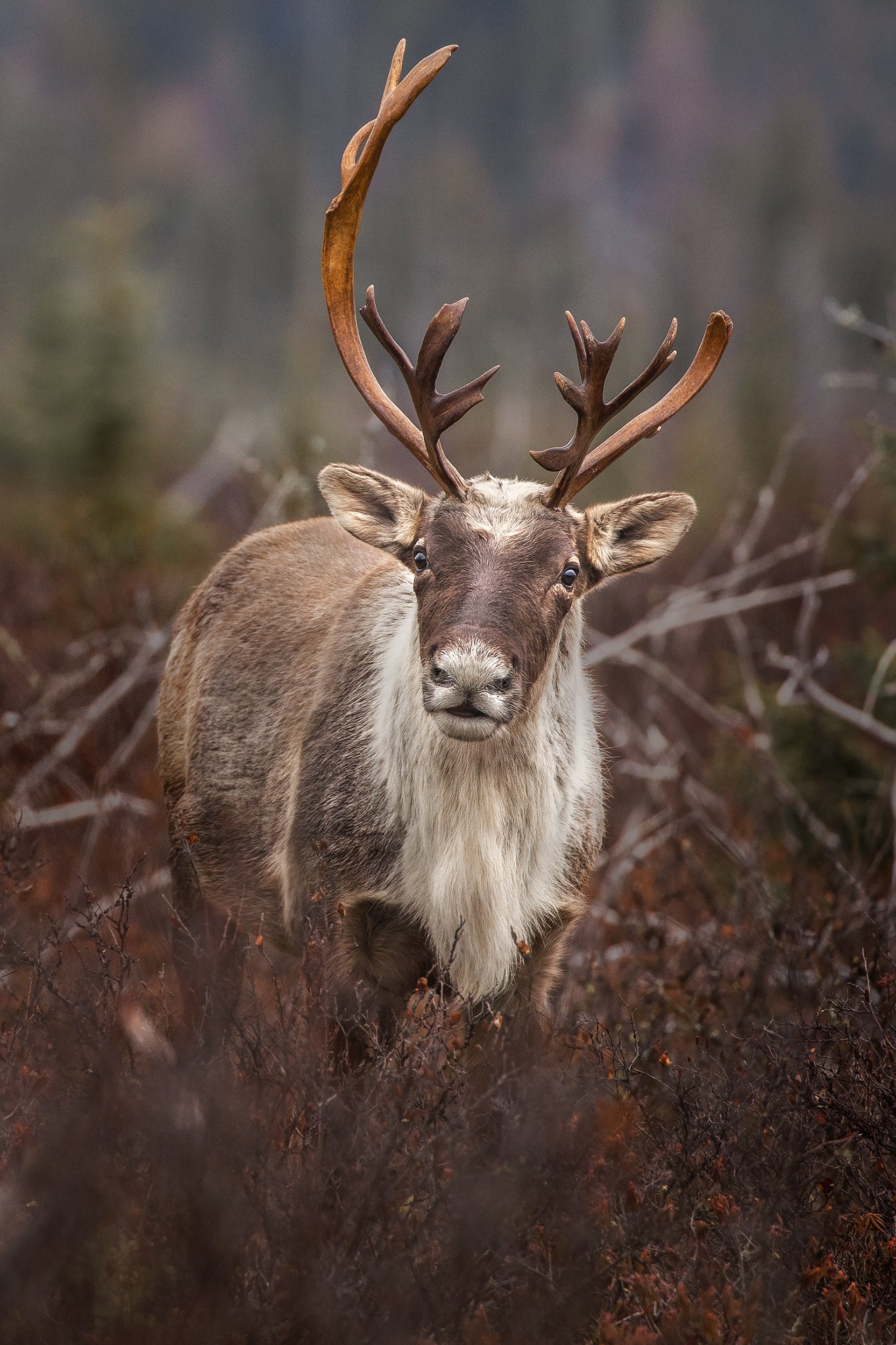 Woodland Caribou 014