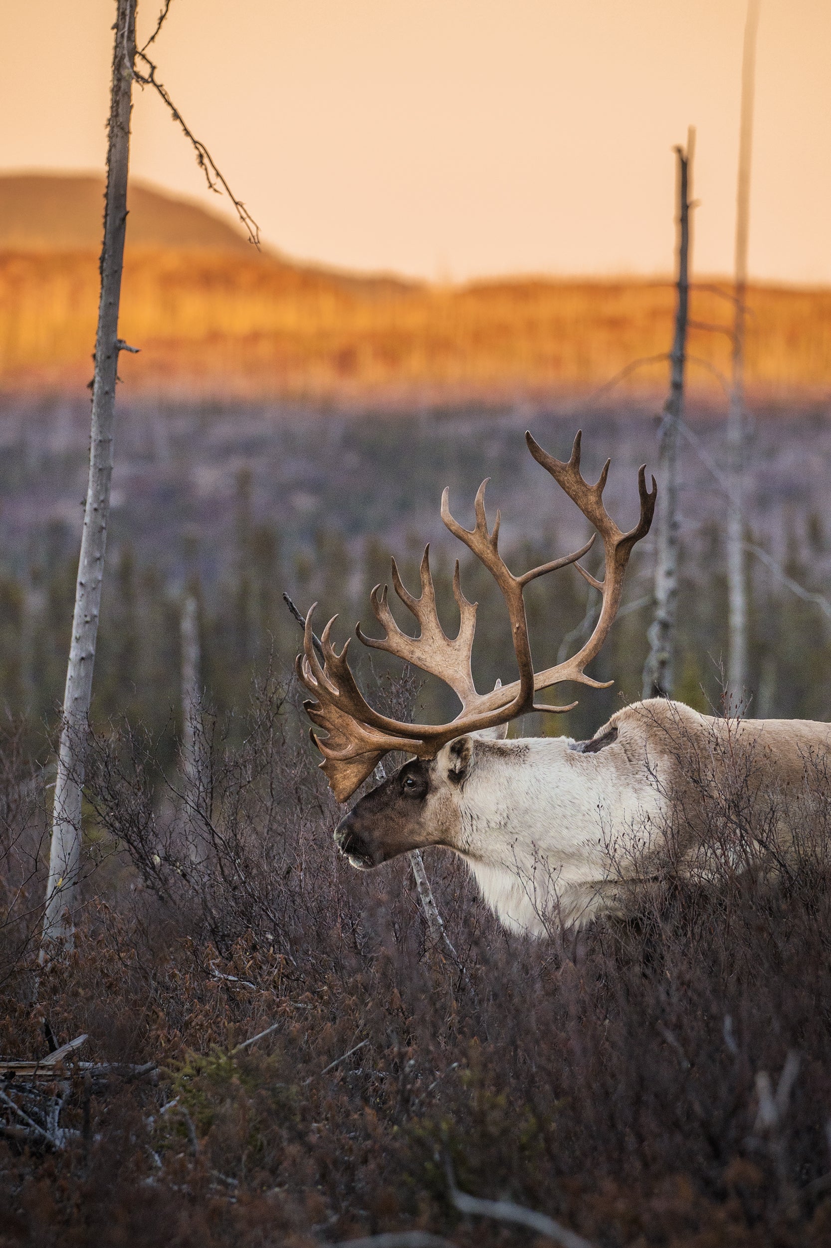 Woodland Caribou 015