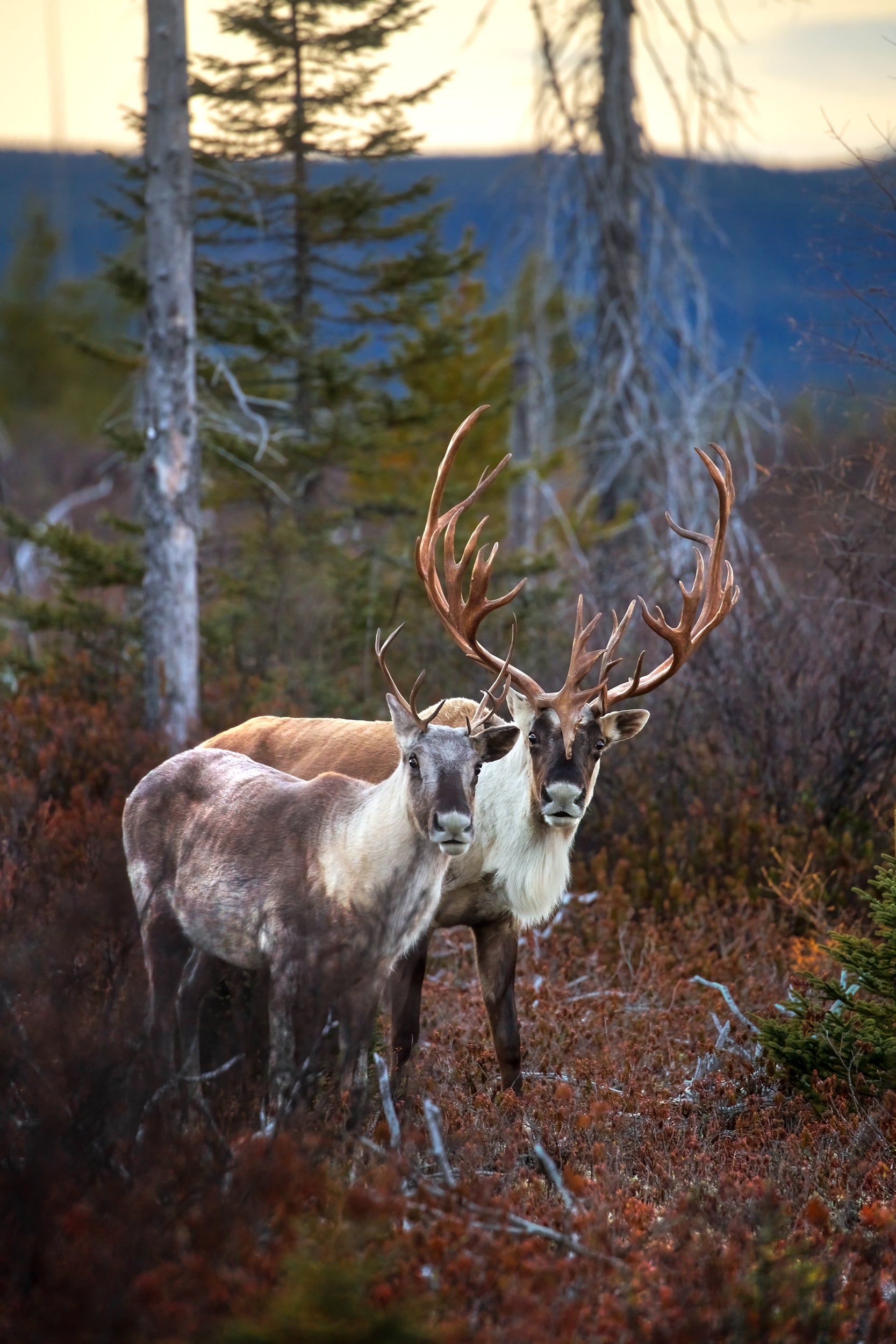 Woodland Caribou 026