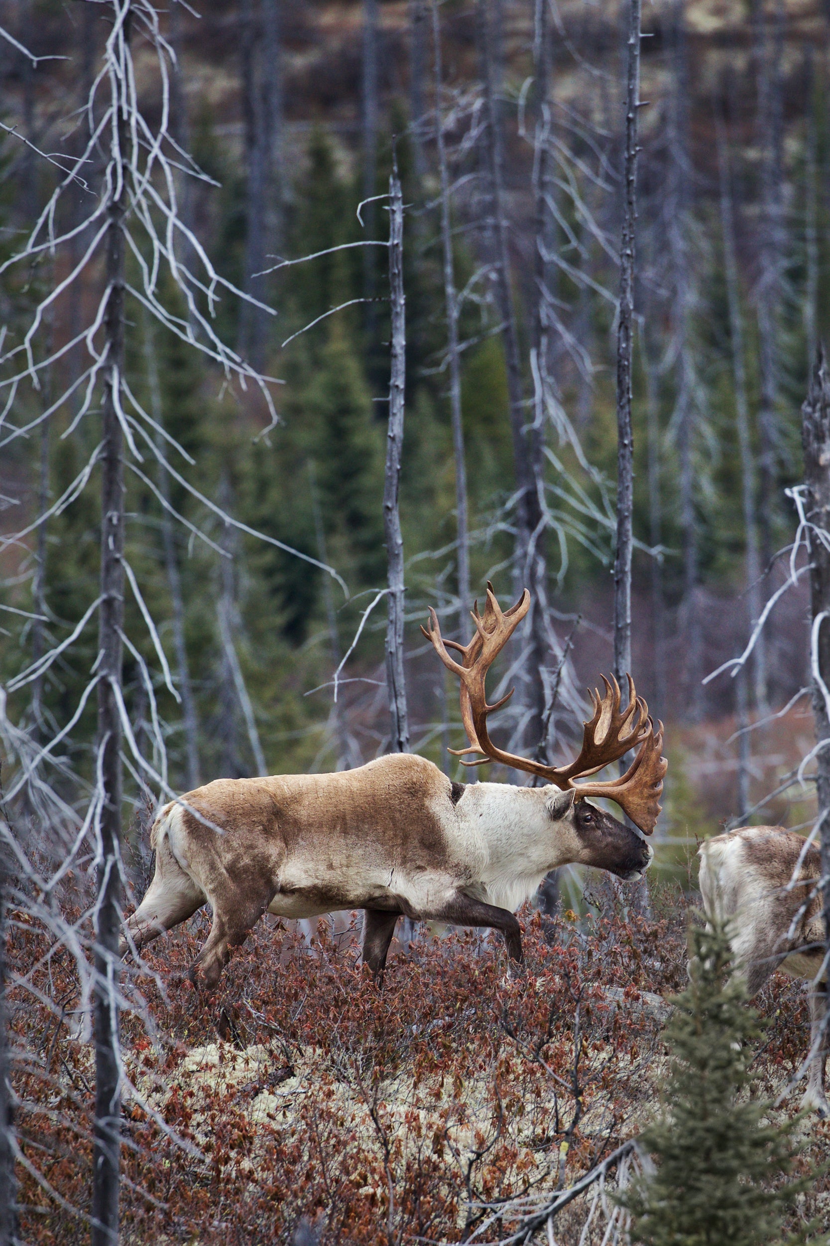 Woodland Caribou 027
