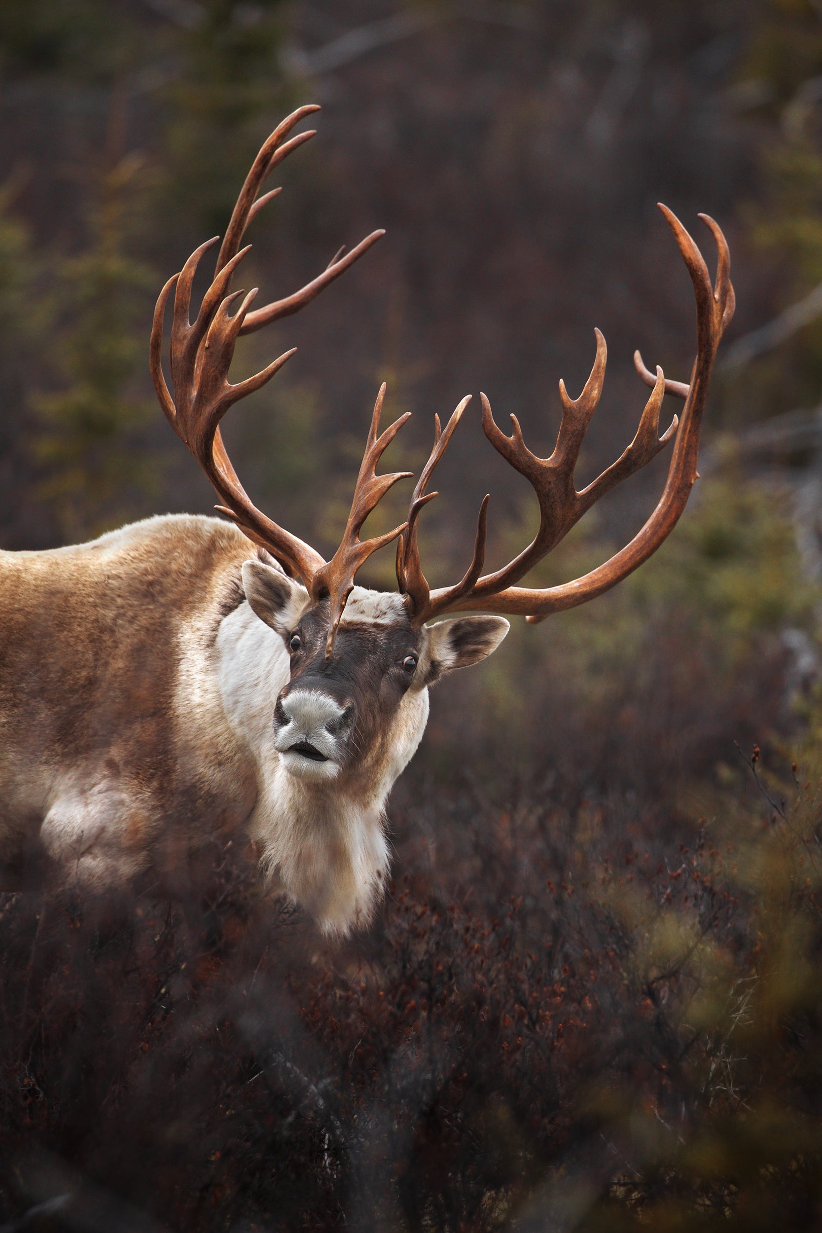 Woodland Caribou 043