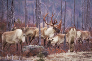 Caribou forestier 047