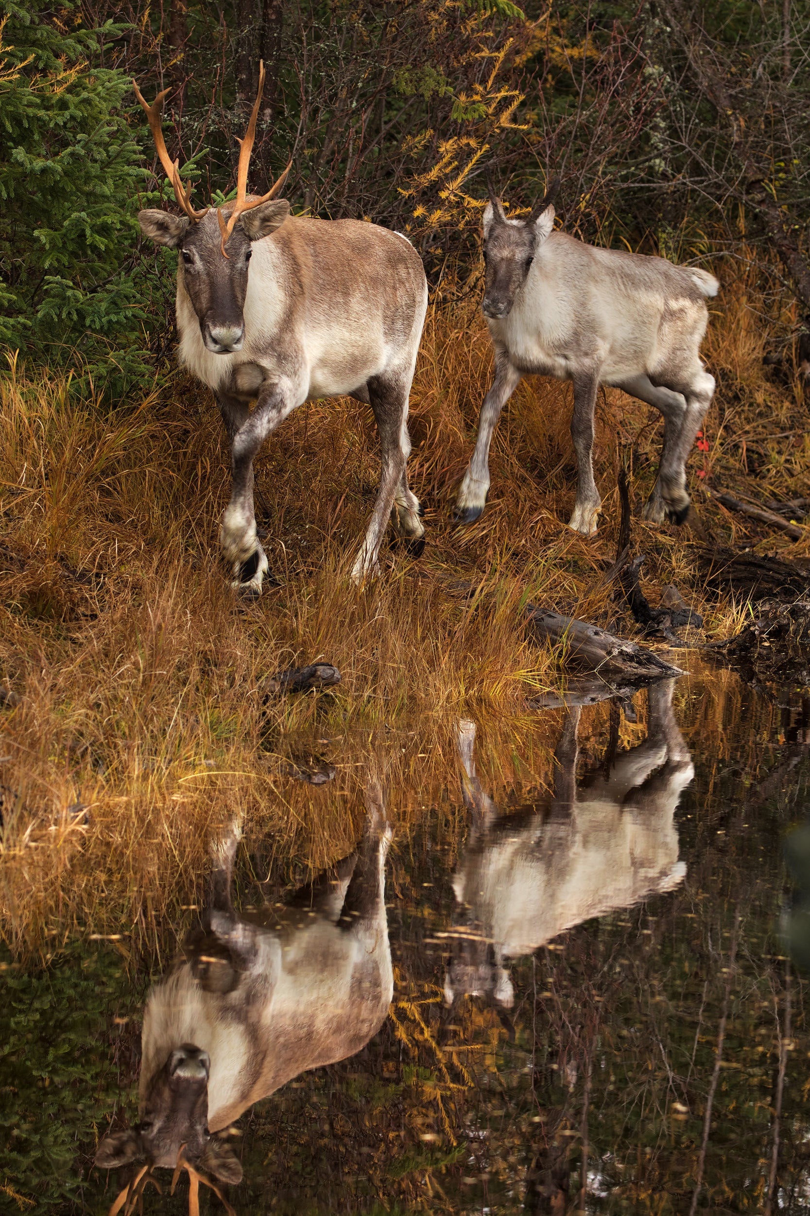 Woodland Caribou 048