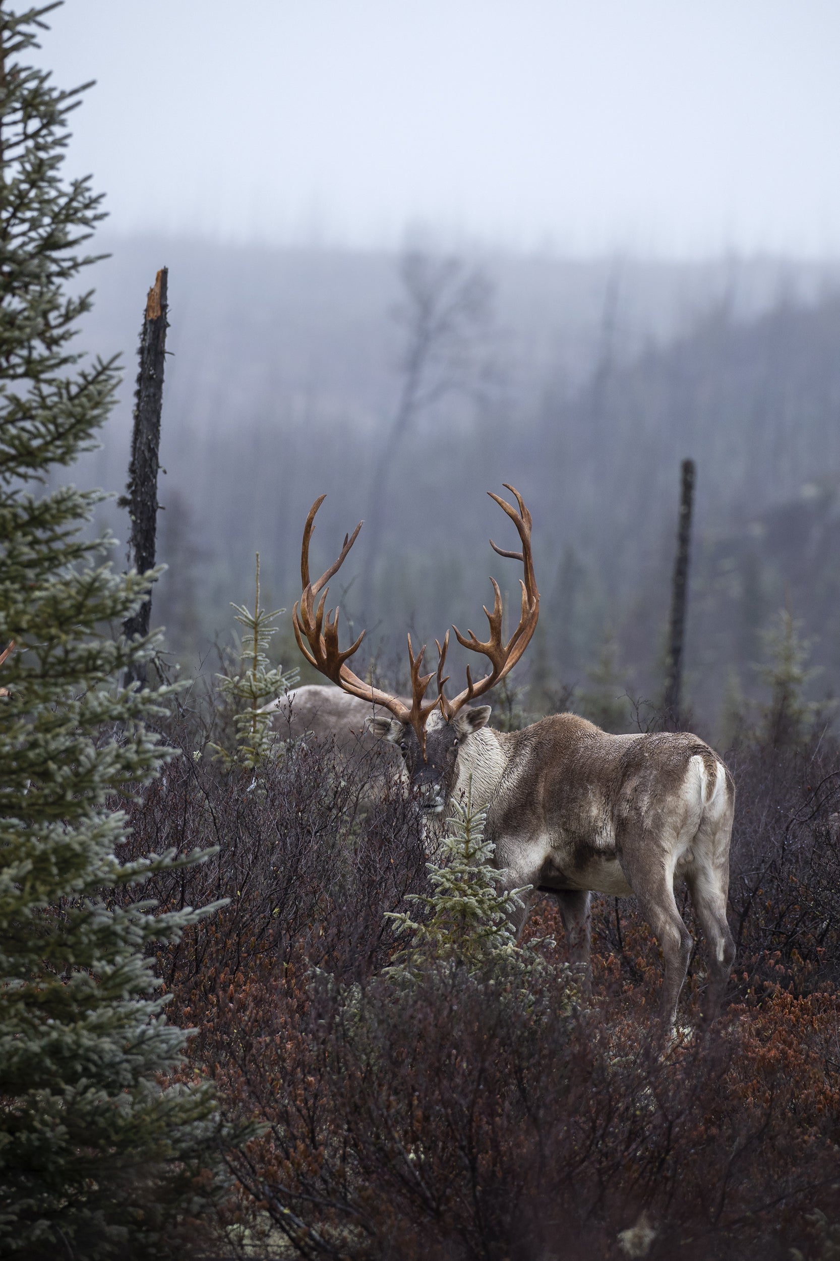 Woodland Caribou 052