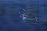 Caribou forestier 054