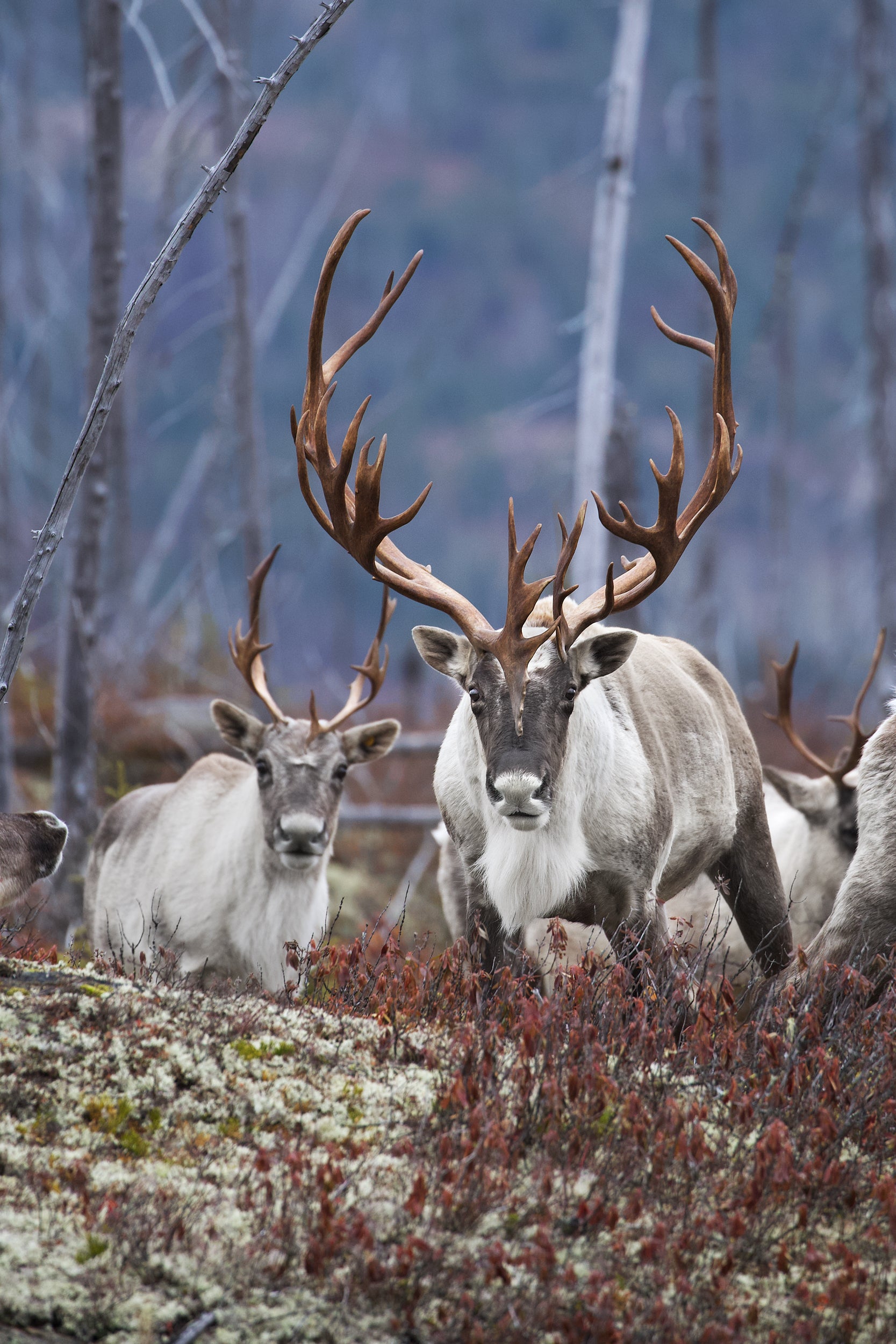 Woodland Caribou 055