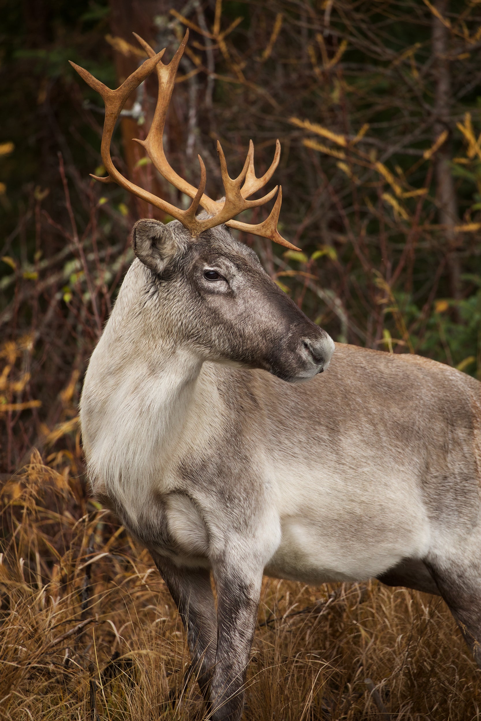 Woodland Caribou 058