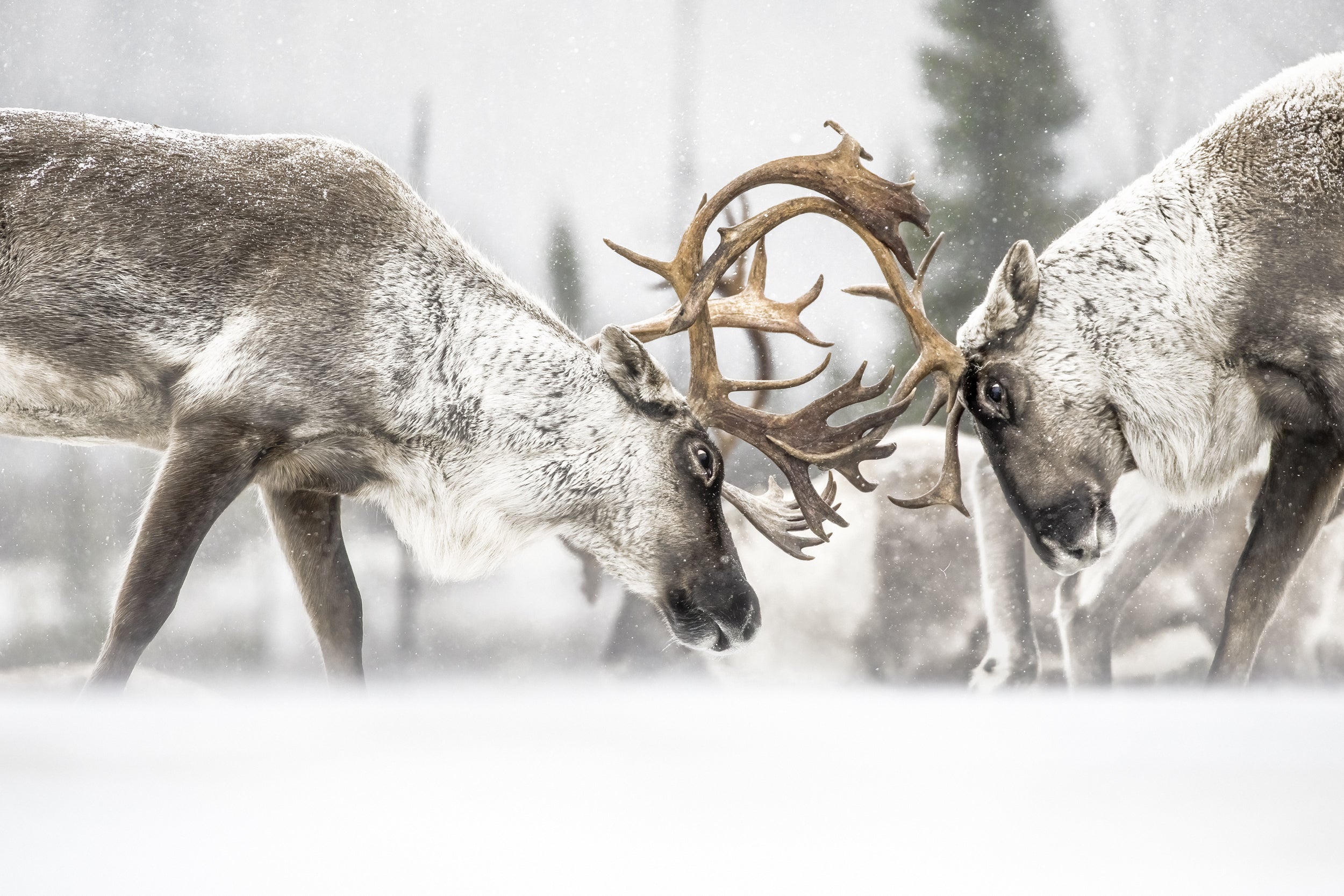 Woodland Caribou 060