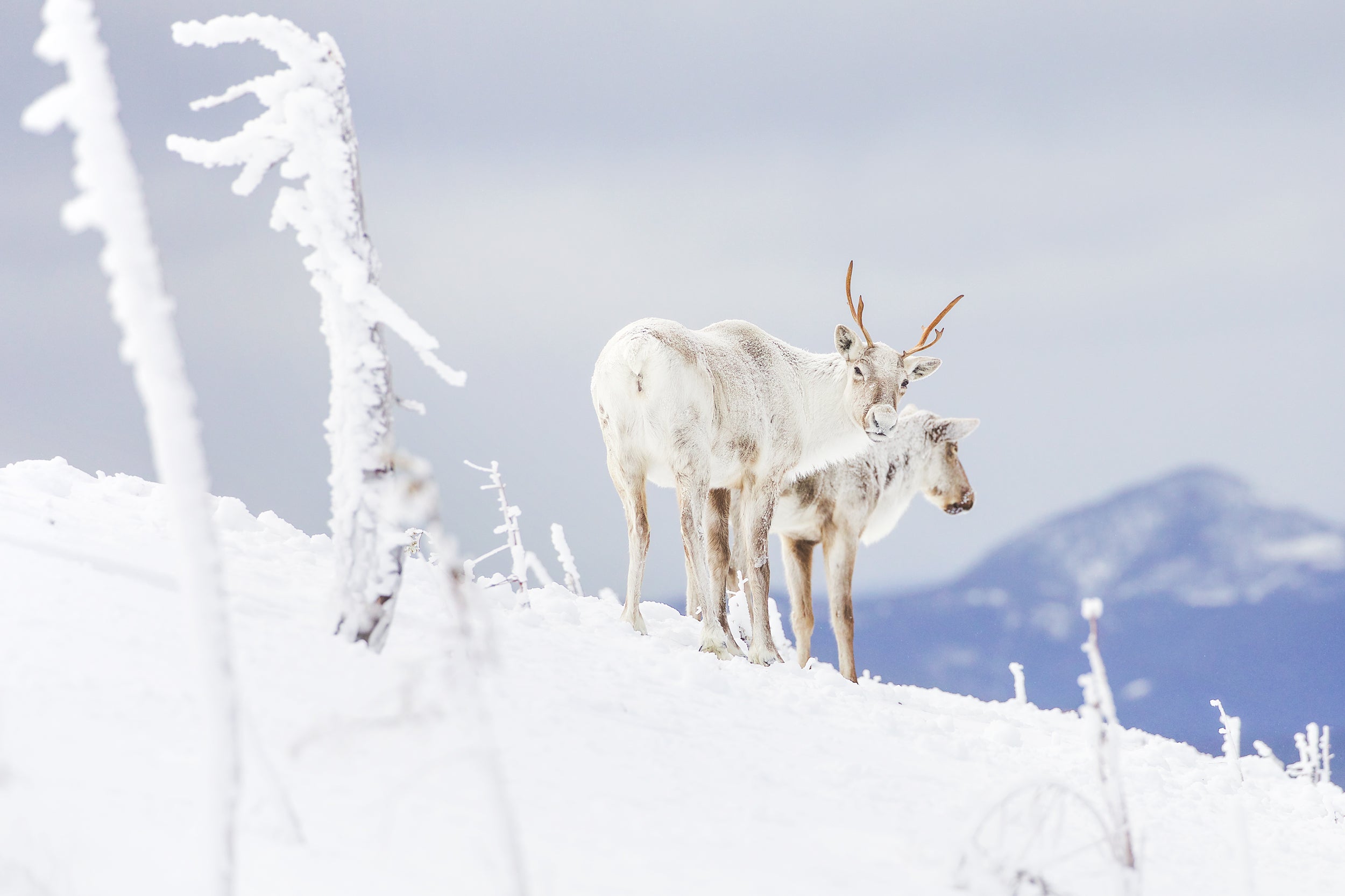 Mountain Caribou 001