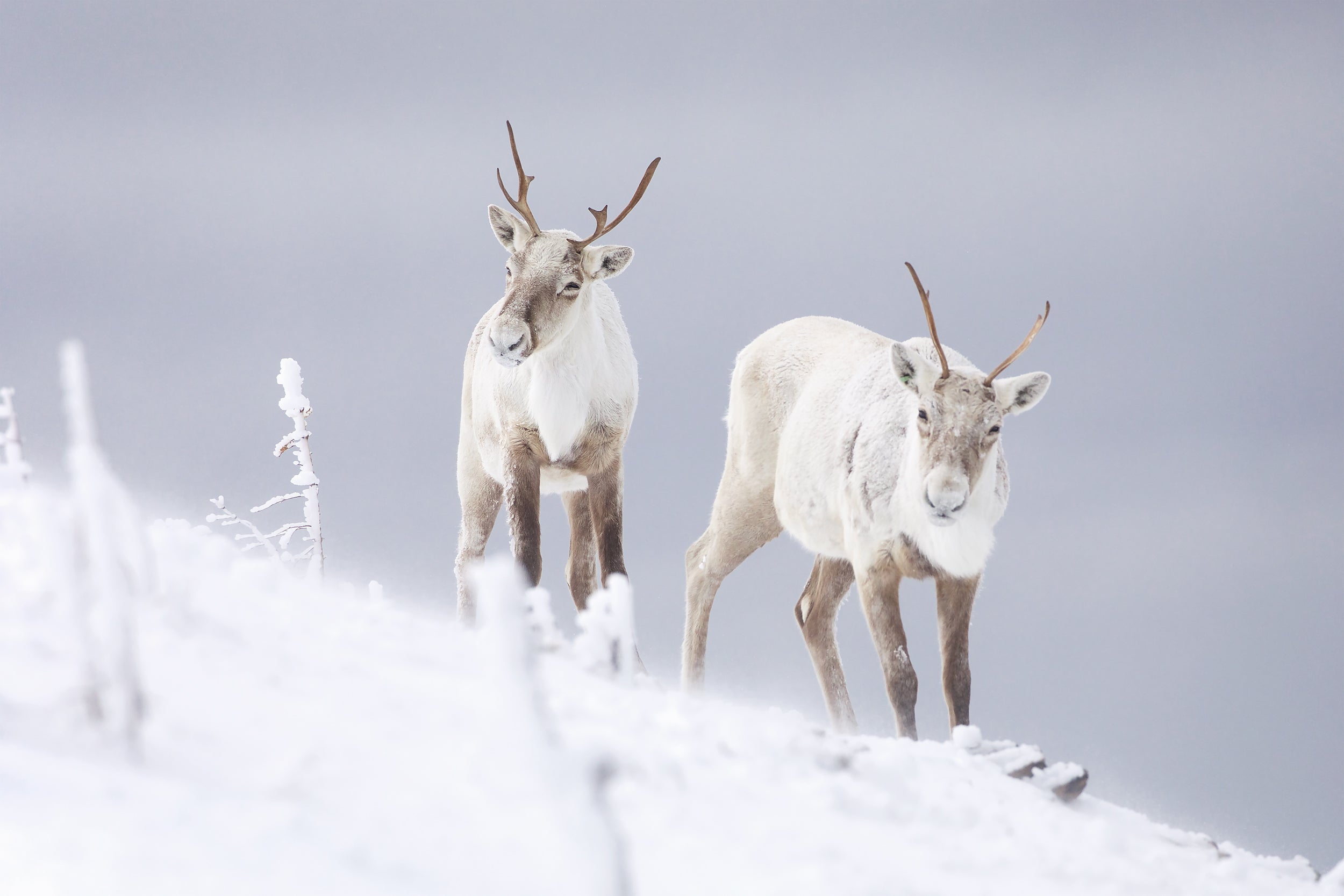 Mountain Caribou 002