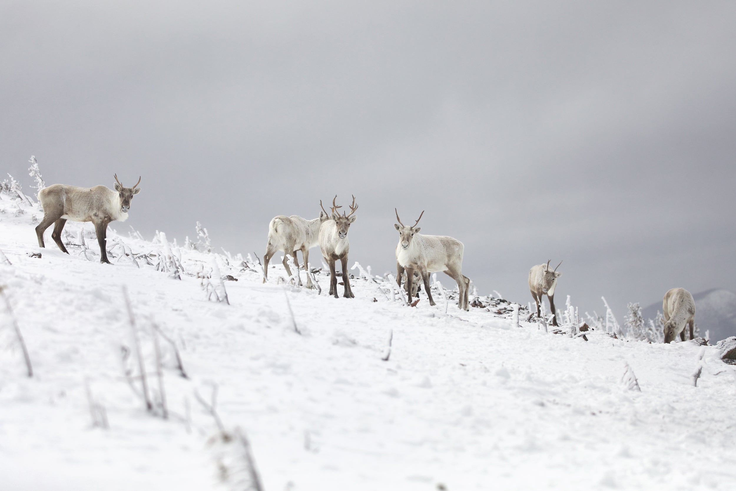Mountain Caribou 003