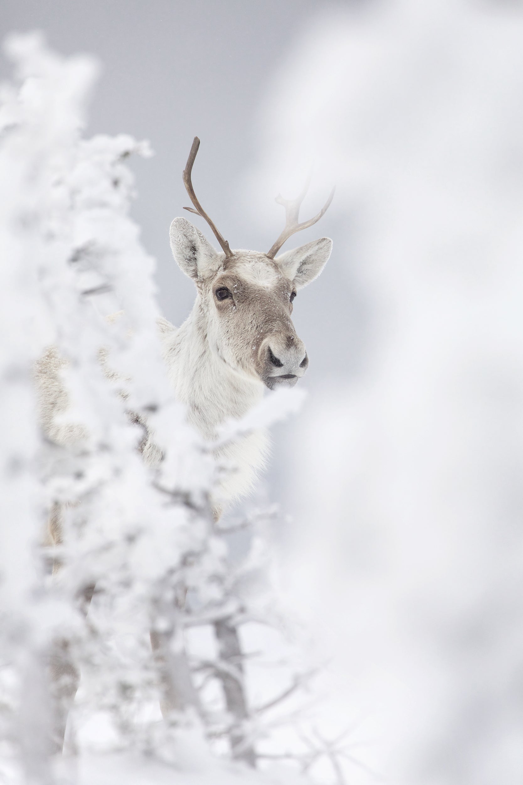 Mountain Caribou 004
