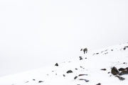 Mountain Caribou 005