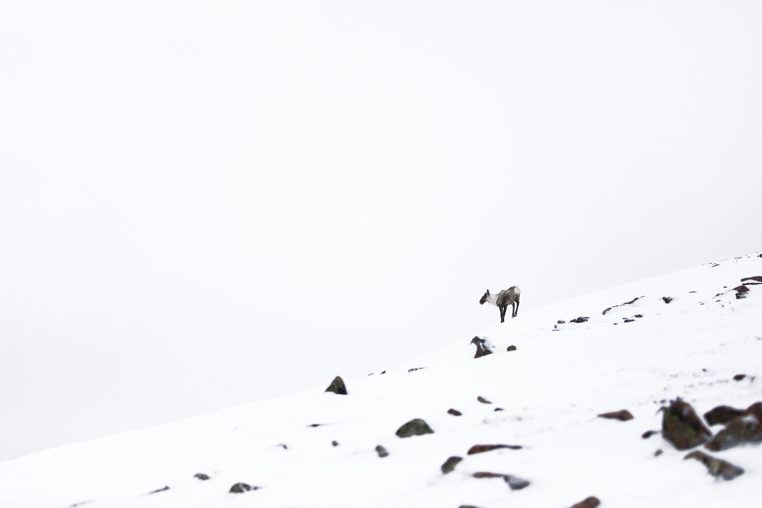Mountain Caribou 005