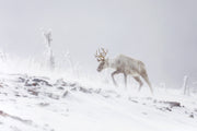 Mountain Caribou 006