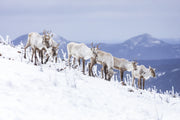 Mountain Caribou 012