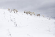 Mountain Caribou 017