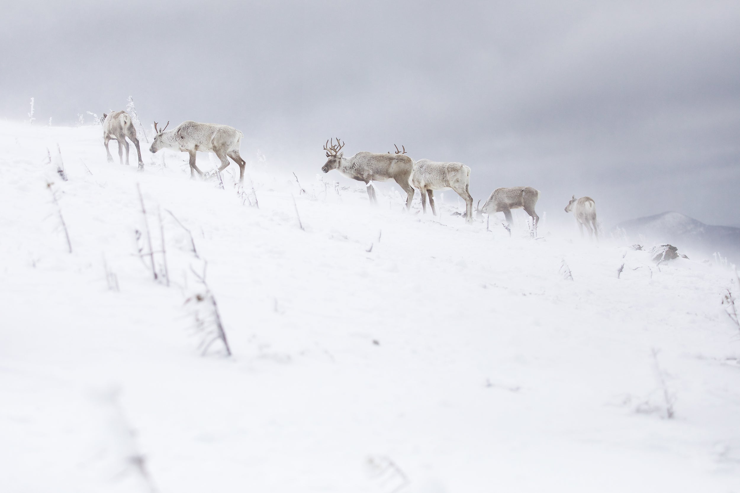 Mountain Caribou 017